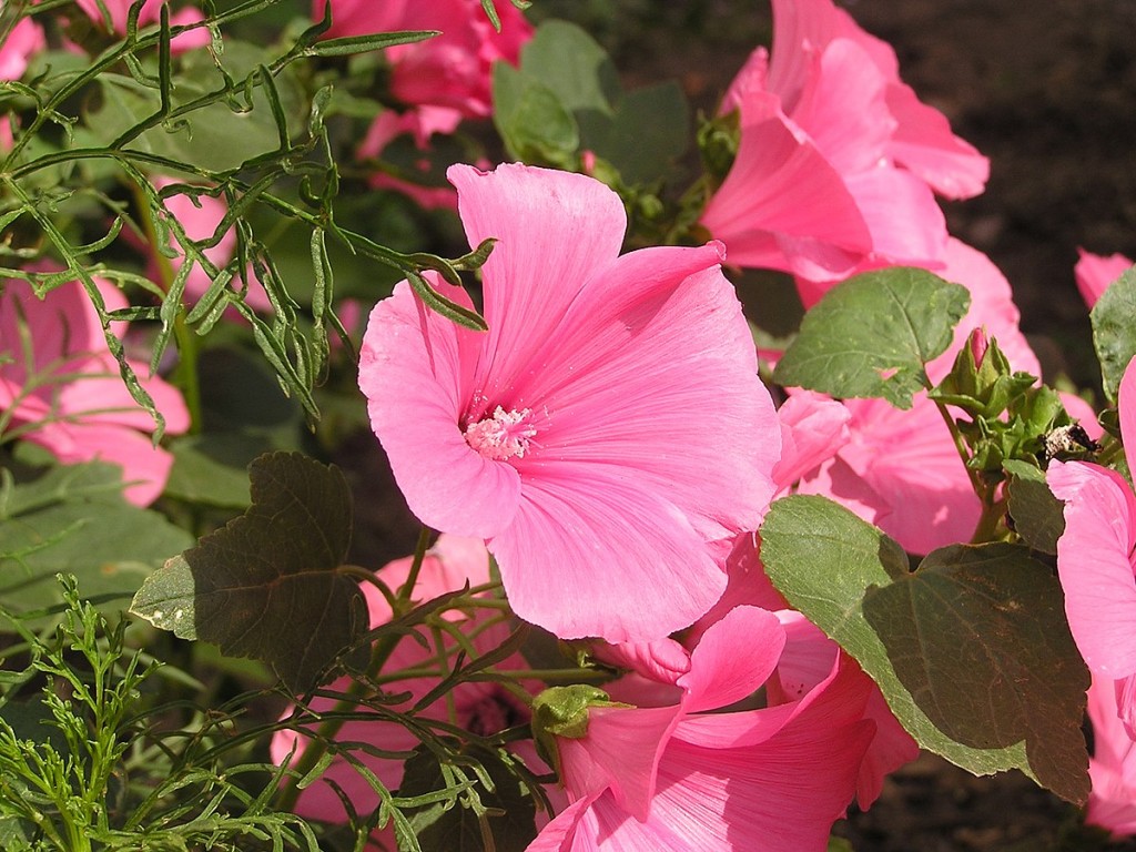 Lavatera_trimestris