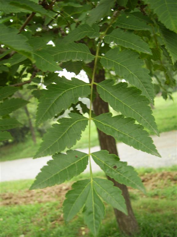 folhas da_Koelreuteria_paniculata 