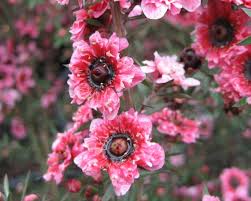 Leptospermum-Daydream