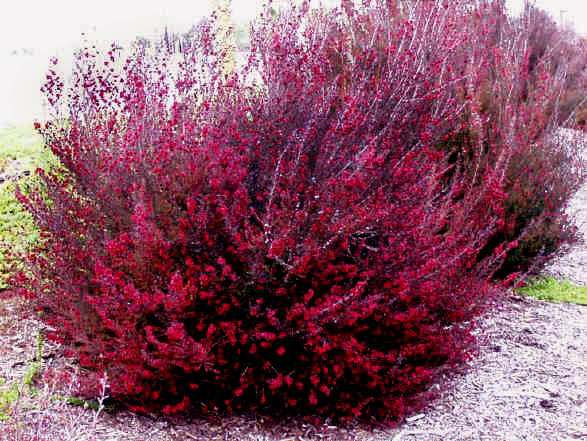 Leptospermum Scoparium