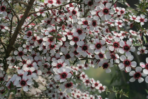 Leptospermum Scoparium1