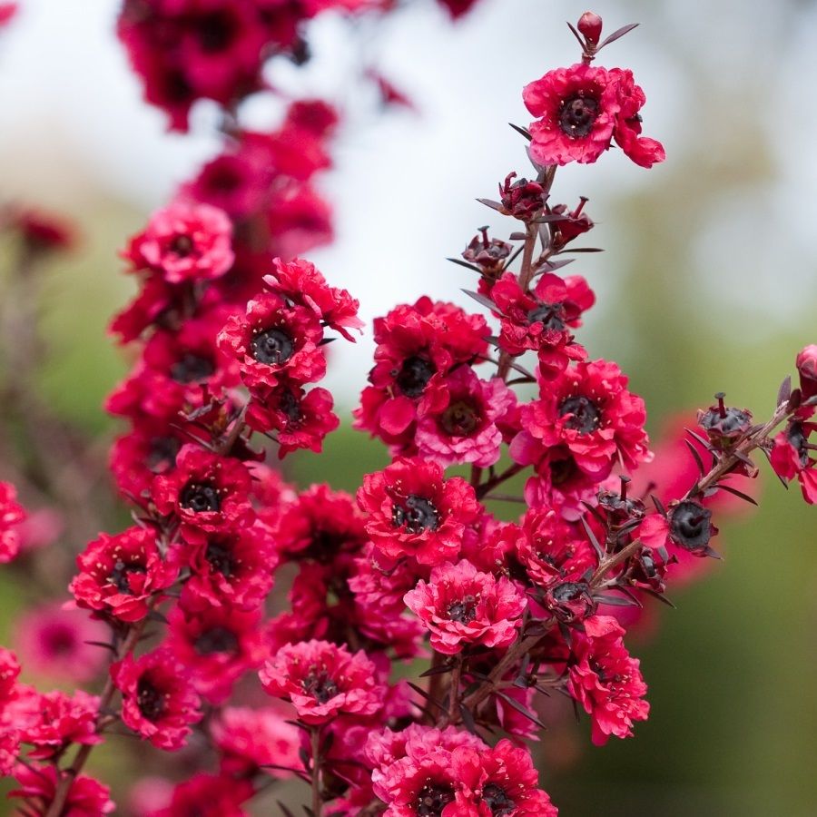 Leptospermum scoparium