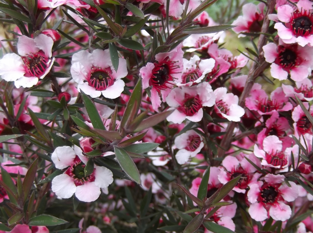 Leptospermum scoparium