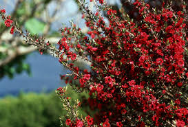 Leptospermum scoparium