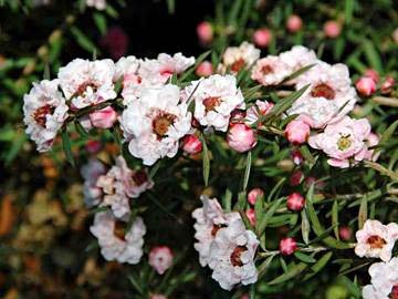 Leptospermum scoparium4