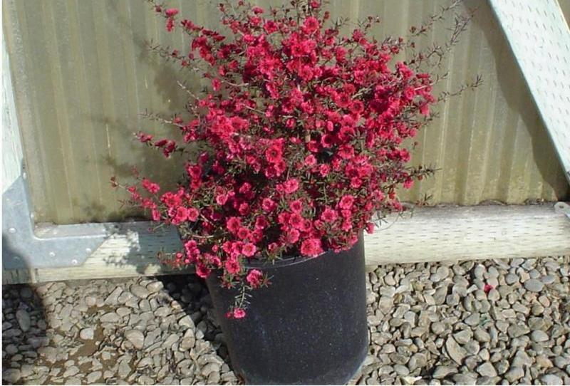 Leptospermum scoparium44