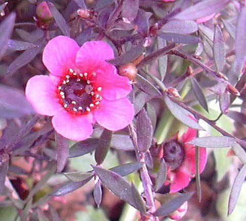 Leptospermum_scoparium041a