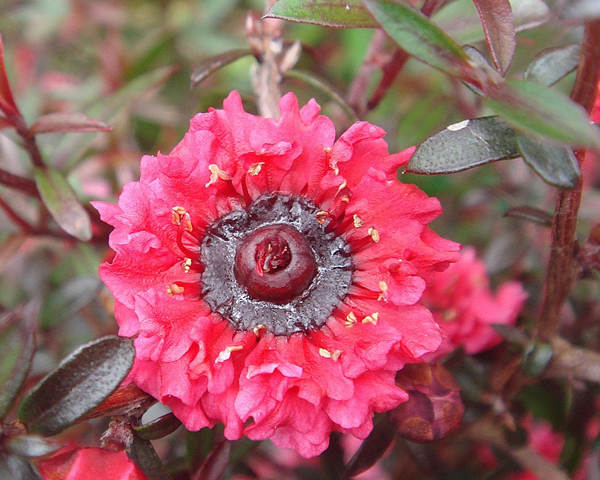 Leptospermum_scoparium_11