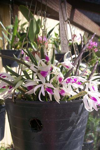 Leptotes bicolor