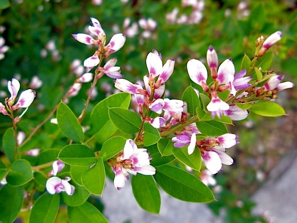 Lespedeza Edo Shibori