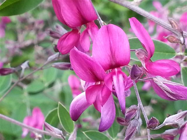 Lespedeza  Gibraltar 