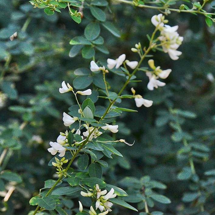 Lespedeza White Fountain