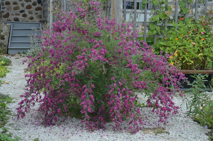 Lespedeza thunbergii (Small)