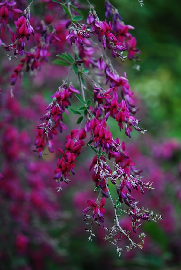 Lespedeza thunbergii_1