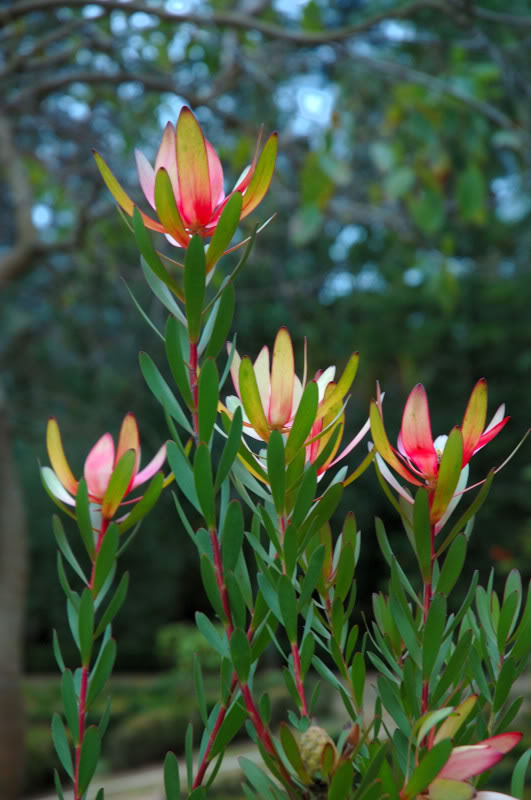 Leucadendron-salignum-