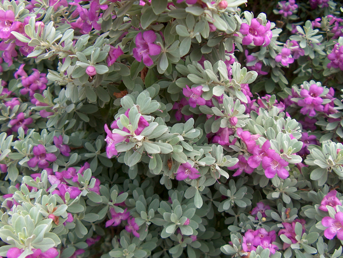 Leucophyllum frutescens