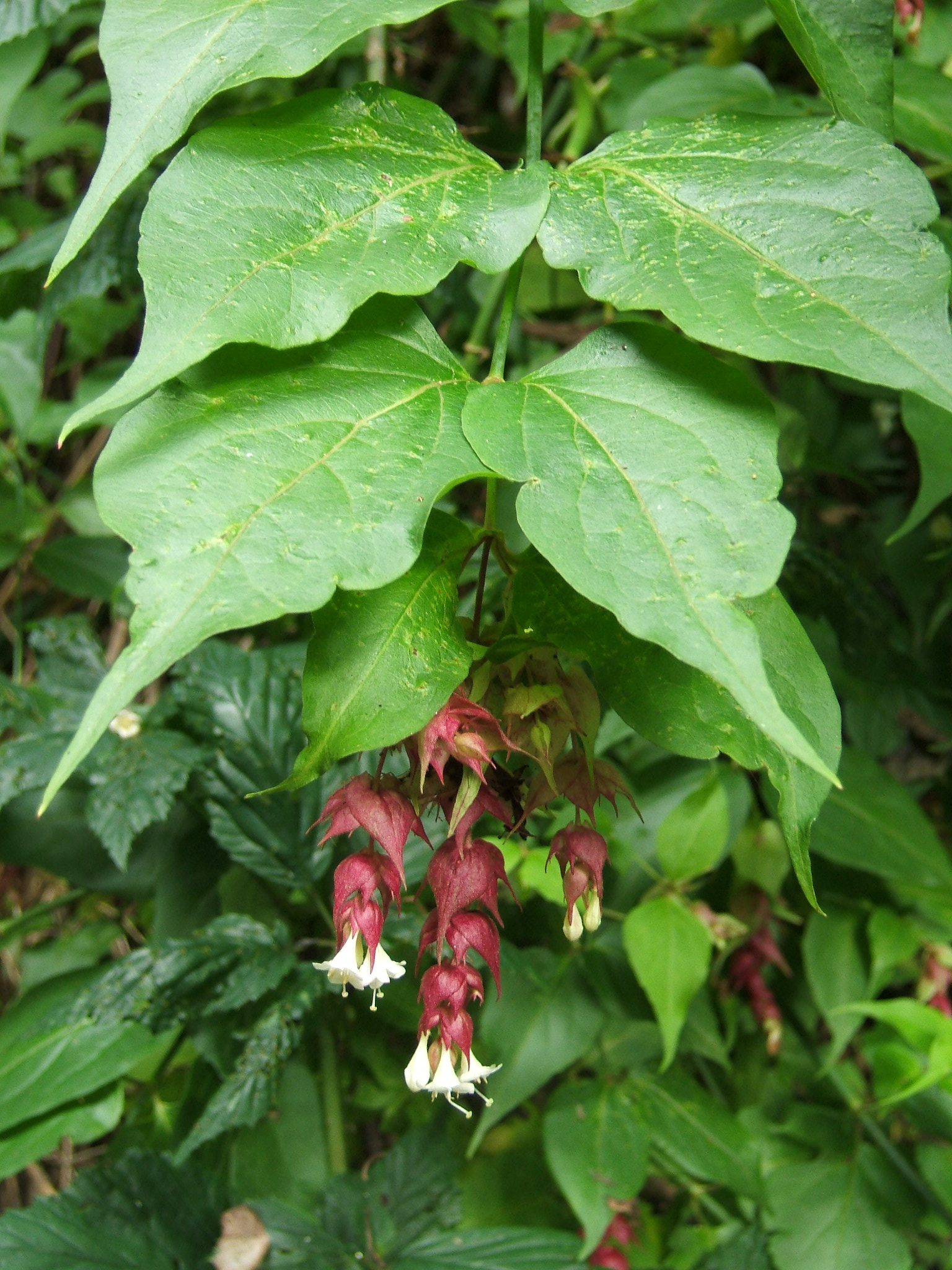 Leycesteria_formosa