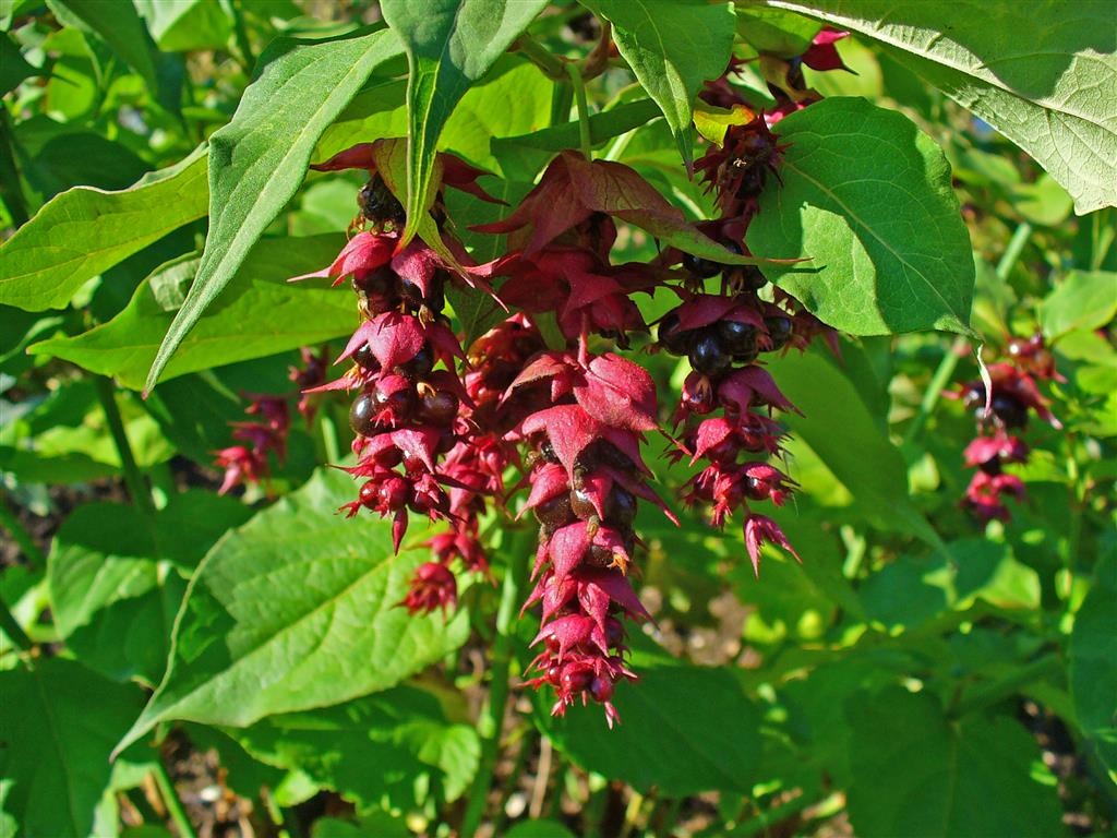 Leycesteria_formosa_