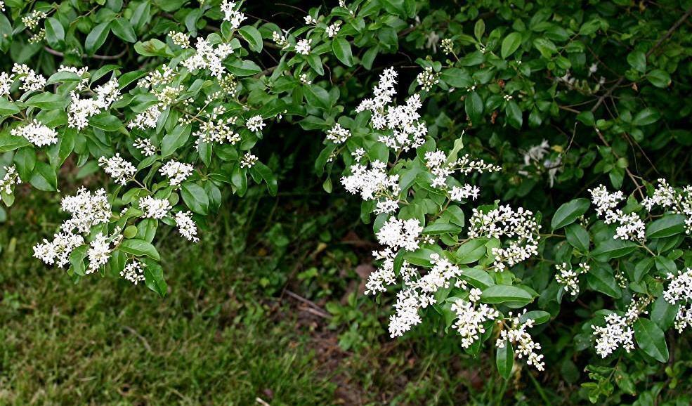 Ligustrum Sinense (arbustivo)