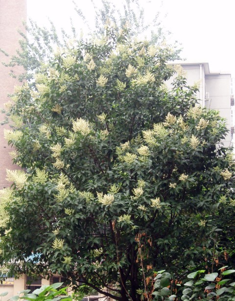 Ligustrum lucidum