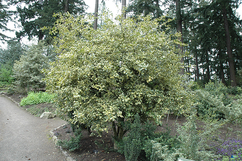 Ligustrum sinense variegado