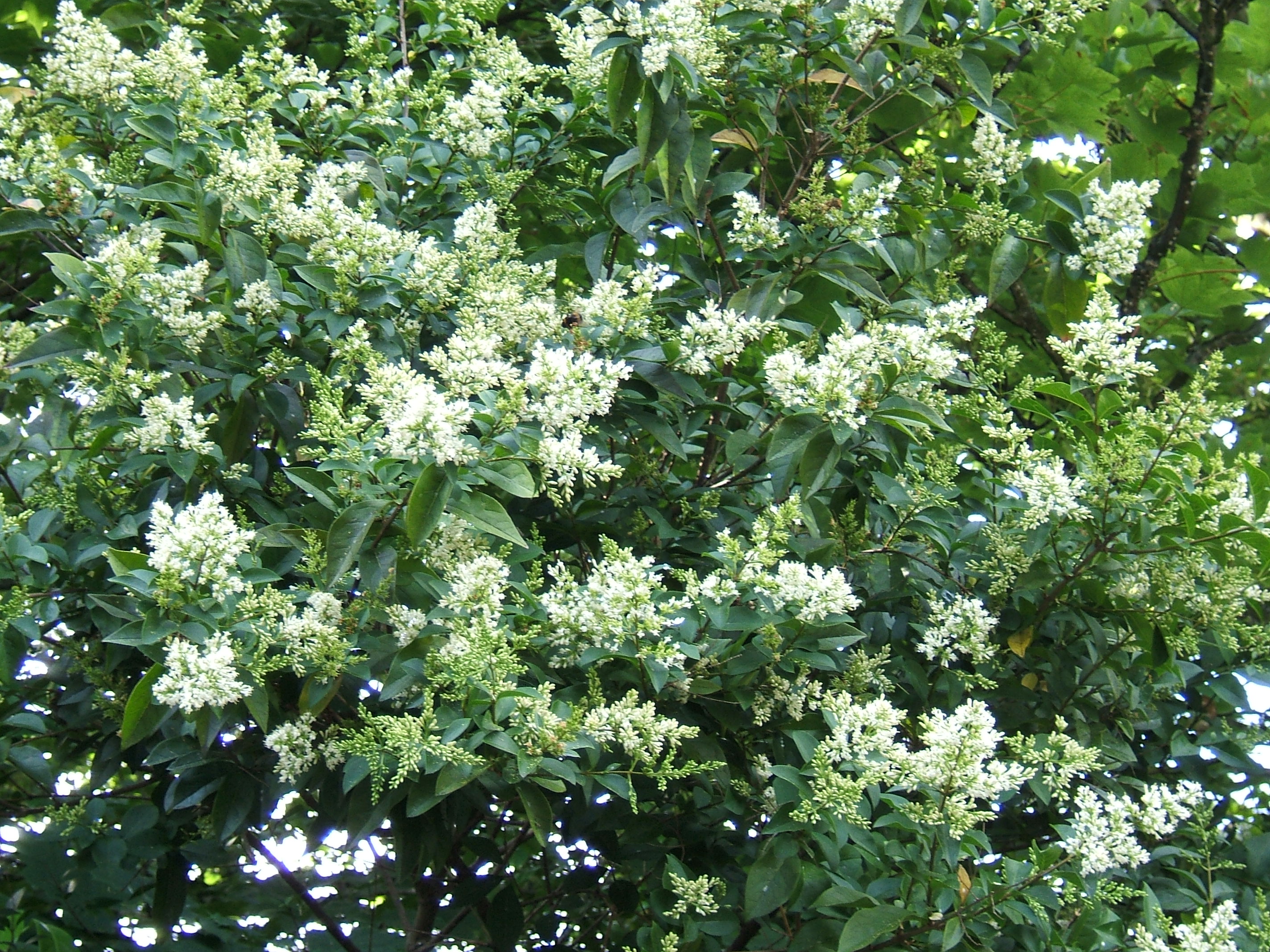 Ligustrum sinense