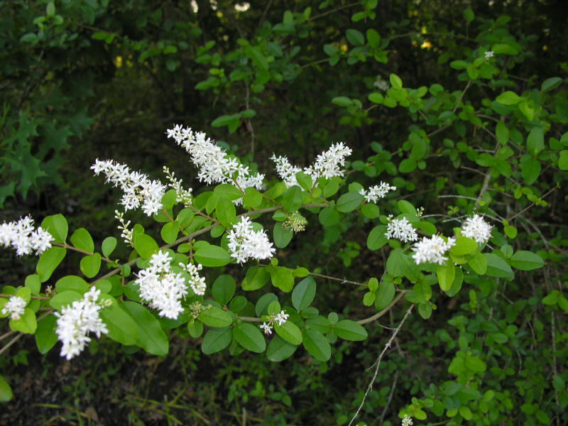 Ligustrum sinensi1