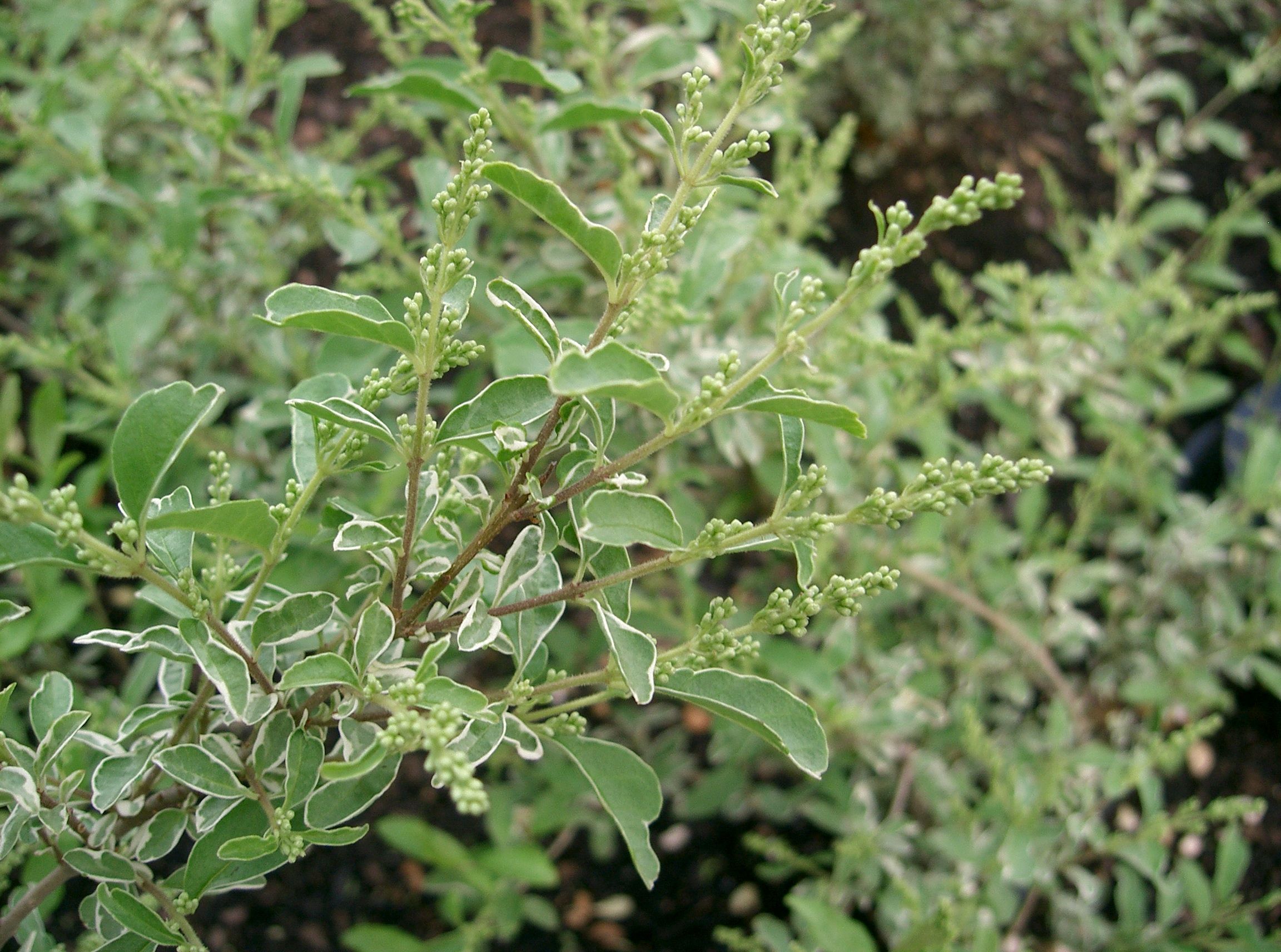 Ligustrum_sinense_Variegatum2