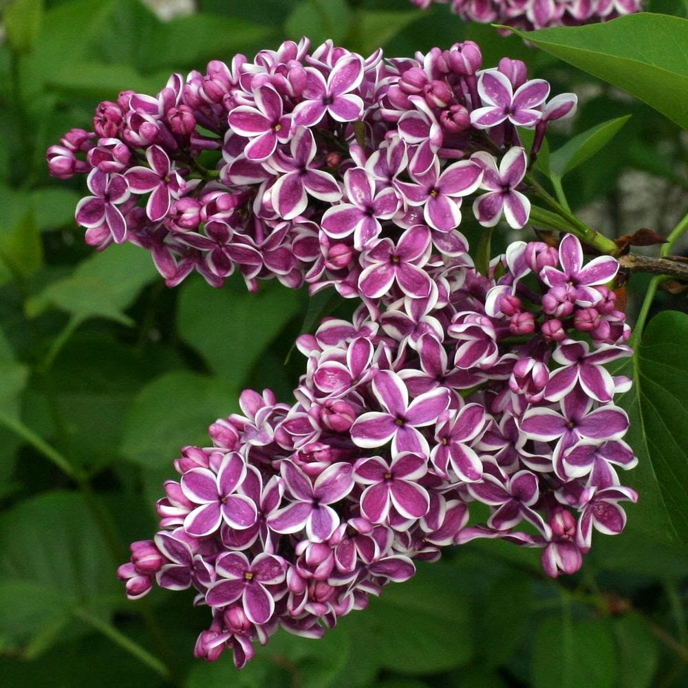 Lilas