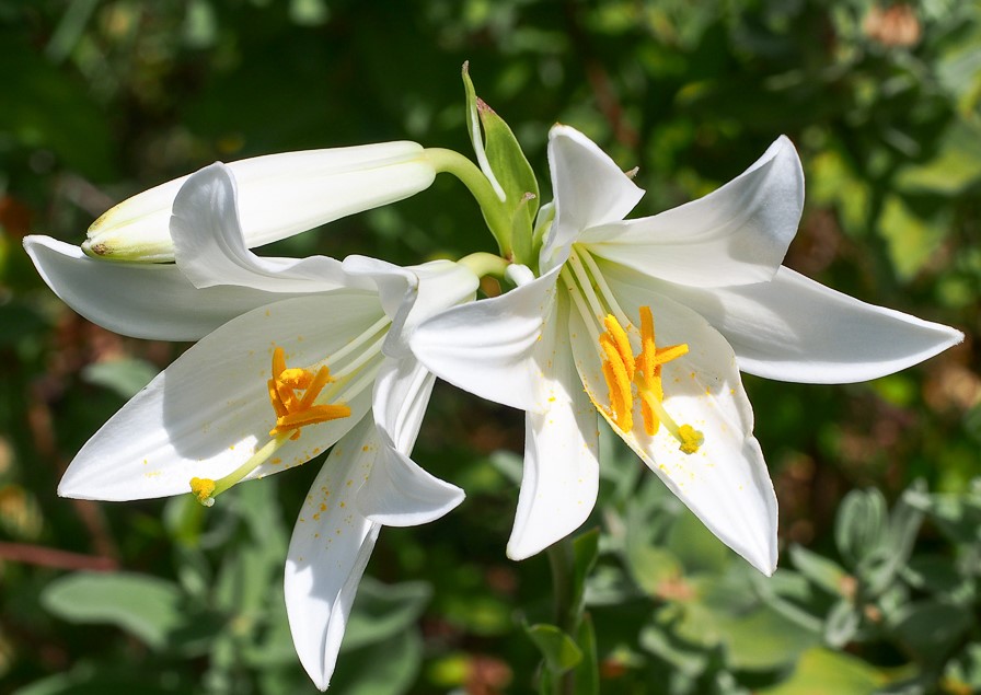 Lilium-candidum-40