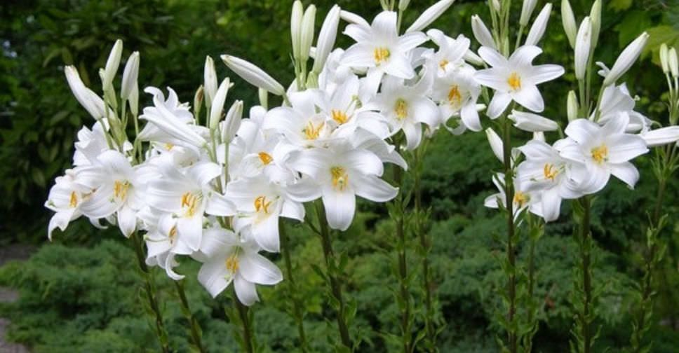 Lilium candidum1