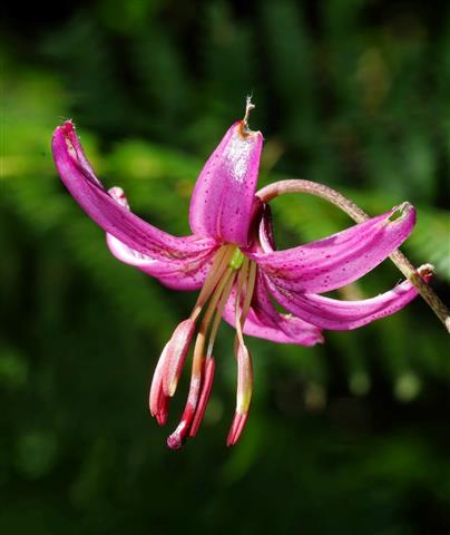 Lilium martagon