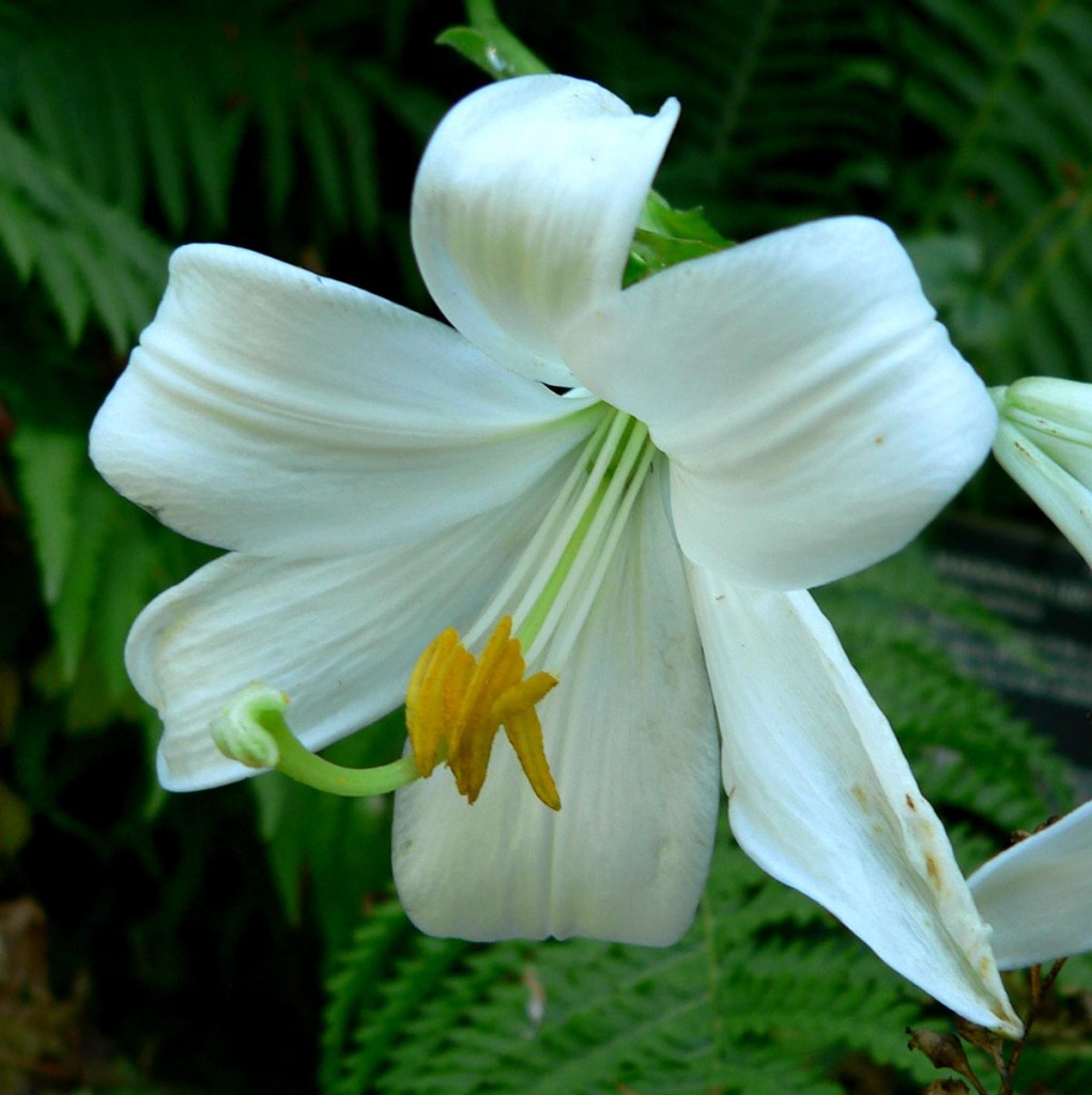 Lilium_candidum_2