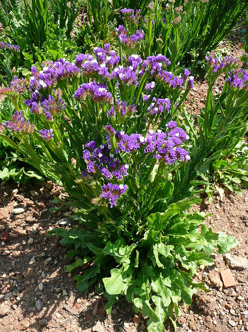 Limonium Sinuatum)