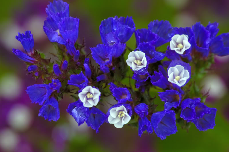 Limonium-sinuatum-azul