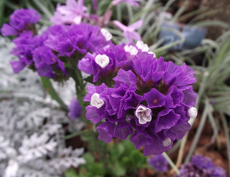 Limonium sinuatum