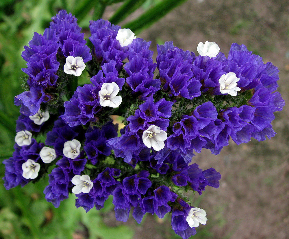 Limonium sinuatum_1