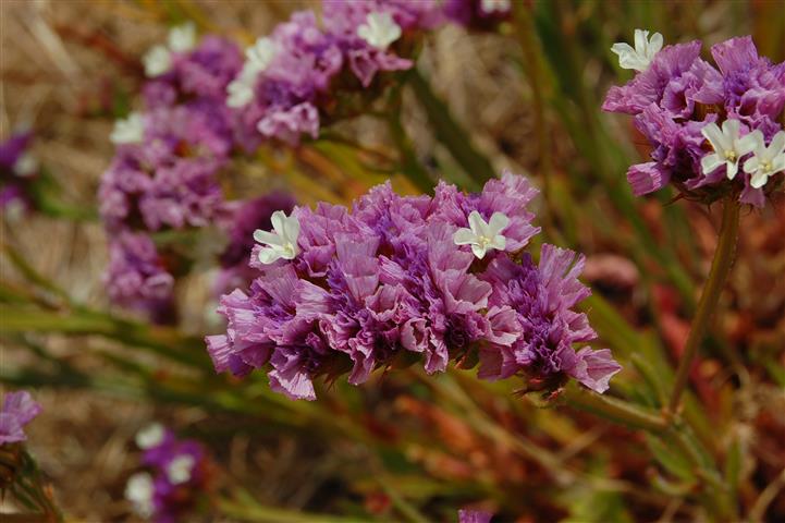 Limonium_sinuatum-3