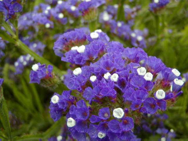 Limonium_sinuatum