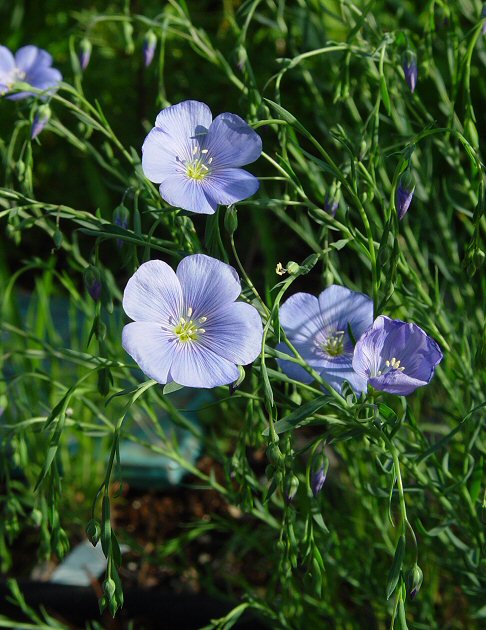 Linum_usitatissimum_plant