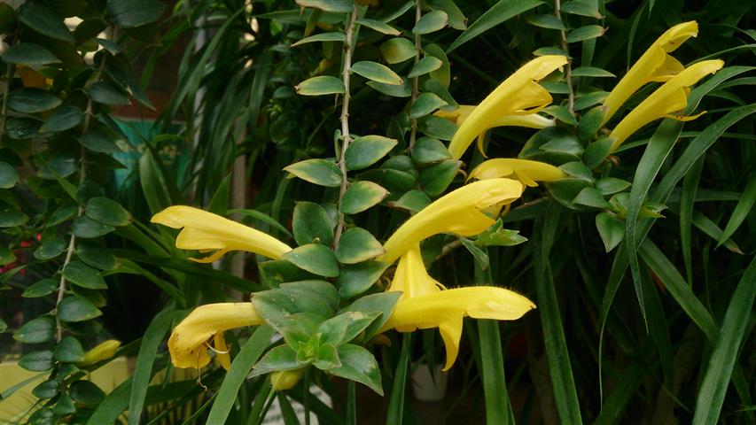 Aeschynanthus_radicans amarela