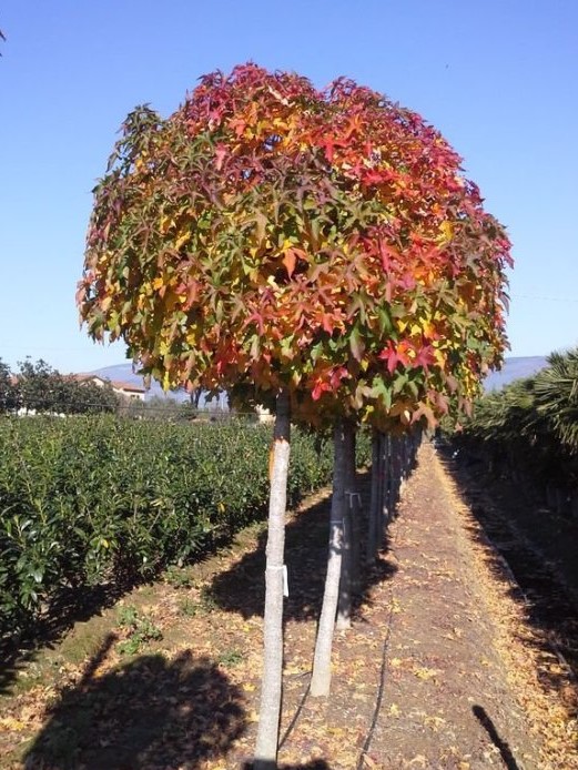 Liquidambar styraciflua Gumball