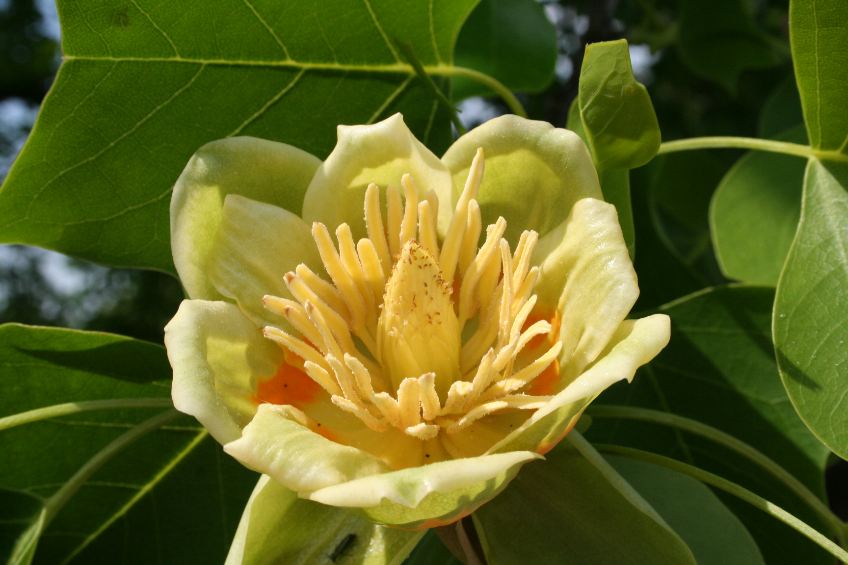 Liriodendron_tulipifera-22