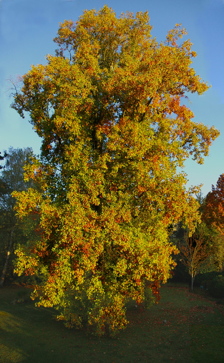 Liriodendron_tulipifera_Fall