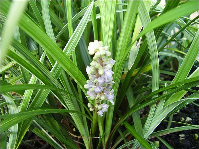 Liriope-spicata-flo3