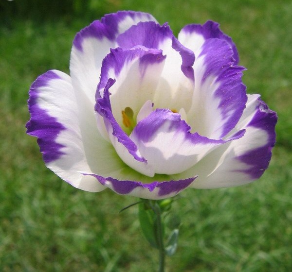 Lisianthus-Eustoma-Multicolor