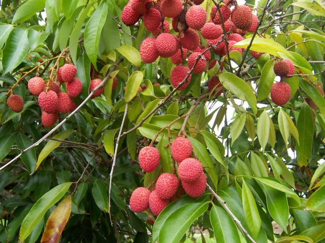 Litchi_chinensis