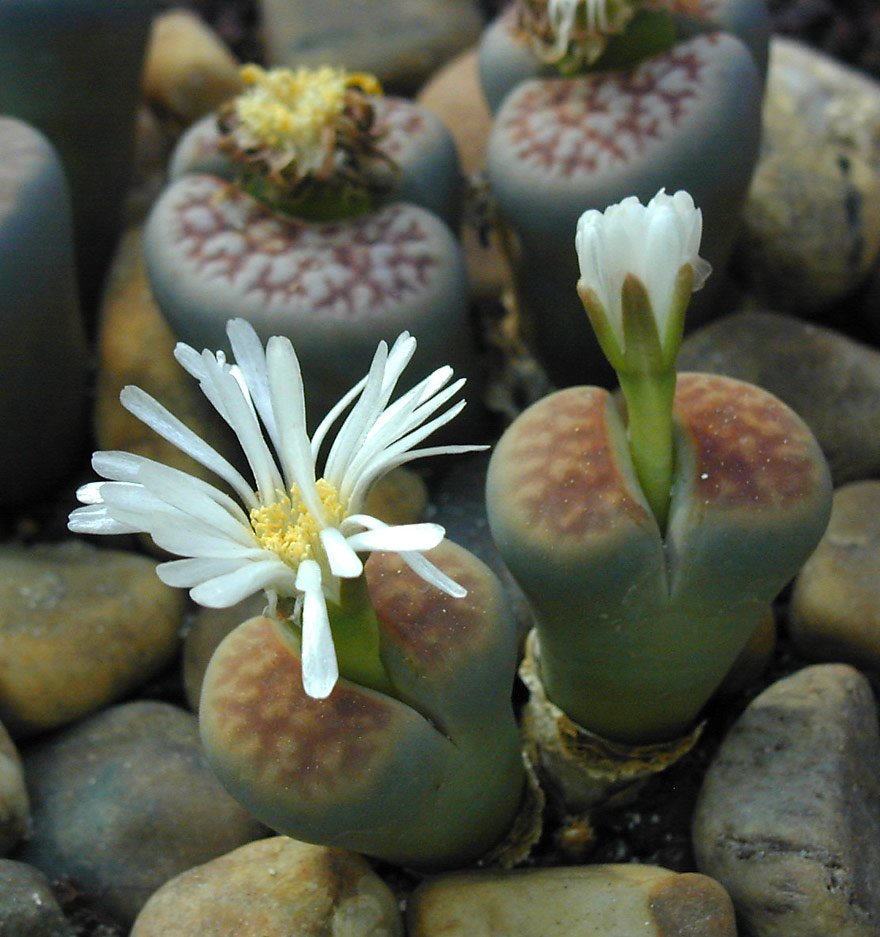 Lithops-1