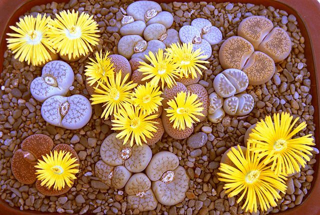 Lithops 3