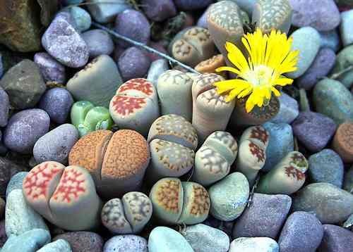 Lithops SP